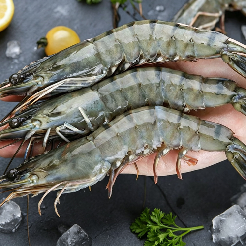 Black Tiger Prawn